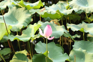 粉荷绽放于绿叶间