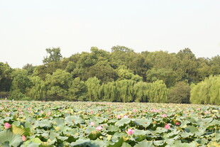 夏日荷塘 绿意盎然的美景