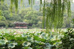 湖畔垂柳荷花与亭景