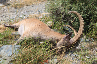 死去的长角山羊
