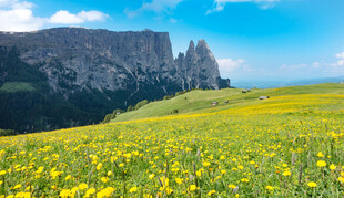 金黄花海映衬巍峨山峦