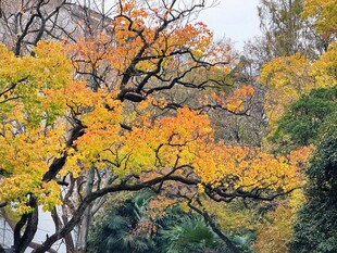 秋日树木