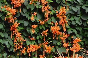 炮仗花  