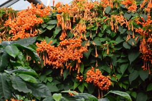 炮仗花  