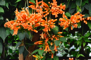 炮仗花  