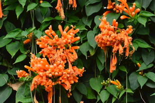 炮仗花  