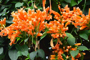 炮仗花 