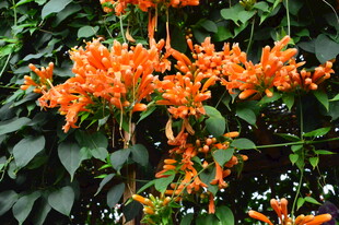 炮仗花 