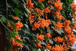 炮仗花  