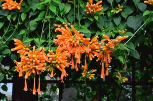 炮仗花 