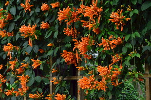 炮仗花 