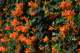 炮仗花 
