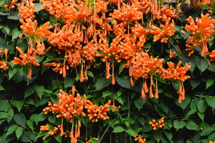 炮仗花  