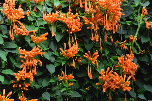 炮仗花  