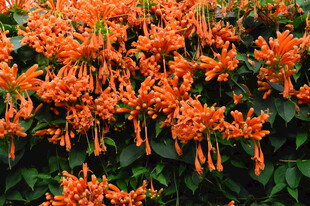 炮仗花  