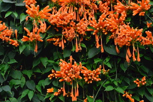 炮仗花 