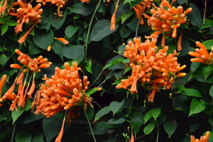 炮仗花 