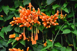 炮仗花  