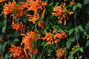 炮仗花  