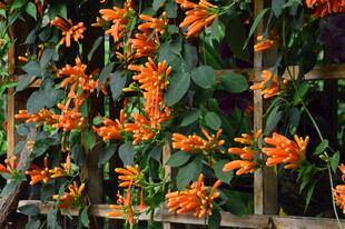 炮仗花 