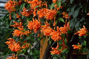 炮仗花 