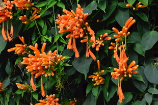 炮仗花  