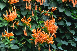 炮仗花 