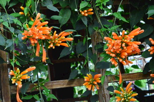 炮仗花  