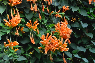 炮仗花  