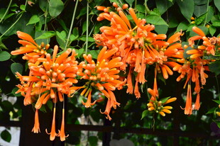 炮仗花  