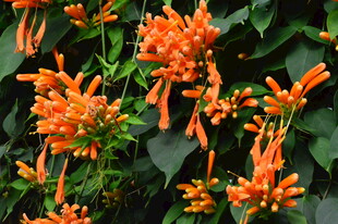 炮仗花  