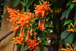 炮仗花 