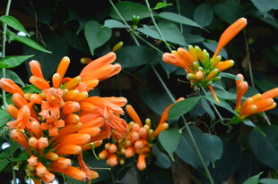 炮仗花  