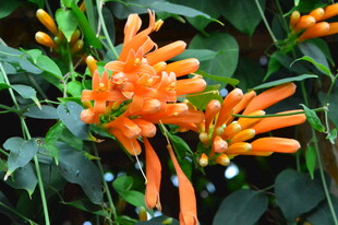 炮仗花 