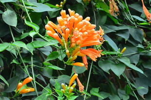 炮仗花  