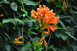 炮仗花  