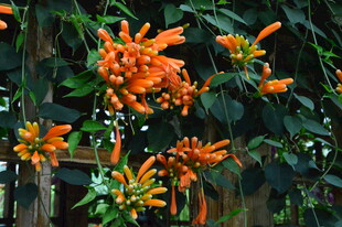 炮仗花 