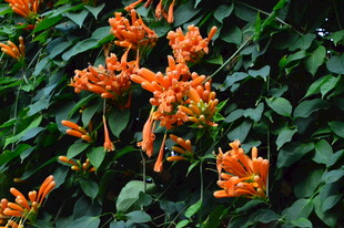 炮仗花  