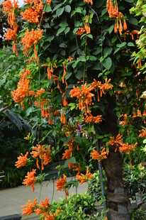 炮仗花  