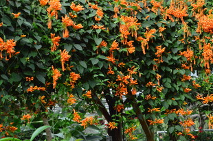 炮仗花  