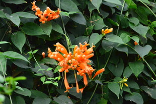 炮仗花  