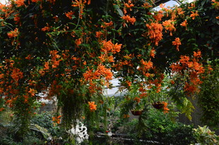 炮仗花 