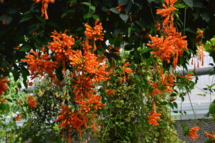 炮仗花 