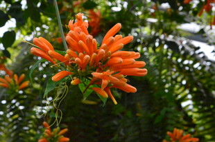 炮仗花  