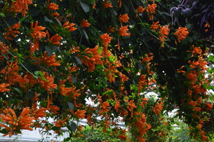 炮仗花 