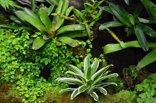 热带植物  