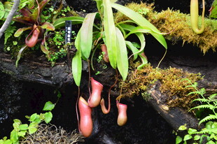 热带植物 