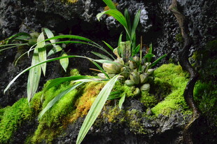 热带植物  