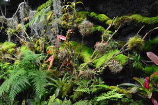 热带植物 