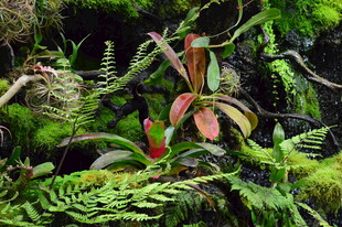 热带植物 